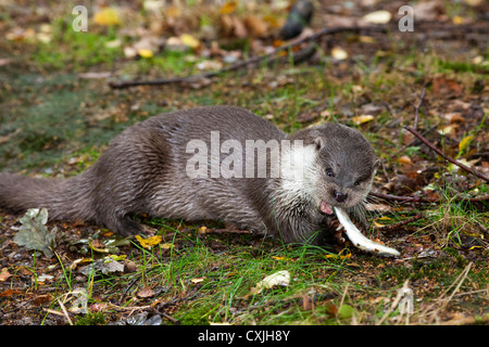 Eurasische Fischotter (Lutra Lutra), UK Stockfoto