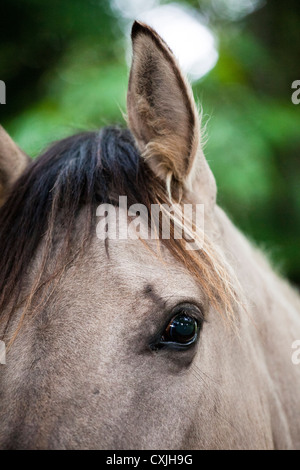 Konik-Pferd (Equus Caballus) Stockfoto