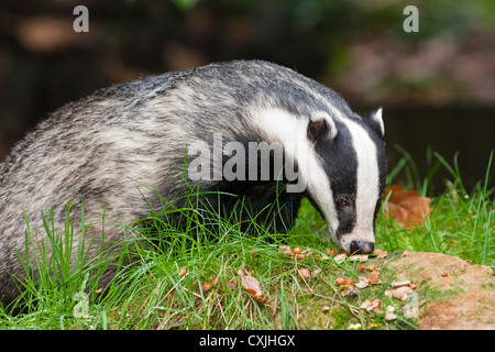 Eurasischer Dachs (Meles Meles), UK Stockfoto