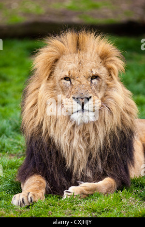 Afrikanischer Löwe (Panthera Leo) Stockfoto
