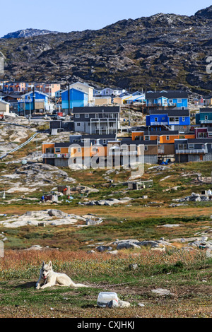 Schlittenhunde sitzen ihren Zwingern in Ilulissat, Grönland. Häuser der Stadt sind im Hintergrund. Stockfoto