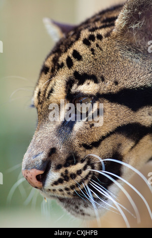 Nebelparder (Neofelis Nebulosa) Stockfoto