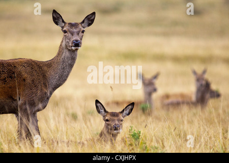 Red Deer (Cervus Elaphus) Mutter/Hind und fawn Familie, Richmond Park, Großbritannien Stockfoto
