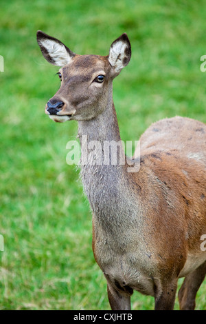 Red Deer (Cervus elaphus) Hind close up, Großbritannien Stockfoto