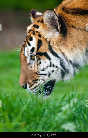 Tiger (Panthera Tigris) stalking Stockfoto