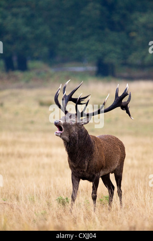 Rothirsch (Cervus Elaphus) Hirsch brüllen, UK Stockfoto