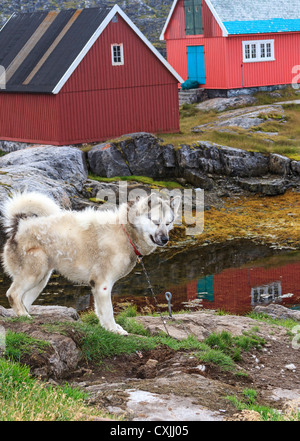 Außerhalb der bunt bemalten Häuser Itilleq, ein Dorf von 85 Inuit-Menschen an der südwestlichen Küste Grönlands Schlittenhunde. Stockfoto