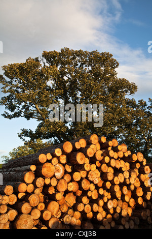 Stapel schneiden Protokolle, Baumstämme und Schnittholz aus Nadelholz gefällten Bäume im Masham Conservation Area, North Yorkshire, Großbritannien Stockfoto