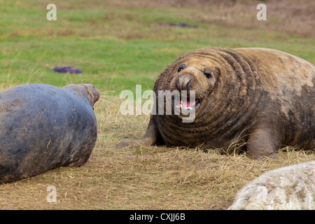 Grey Seal (Halichoerus Grypus) bull Bedrohung, Donna Nook, UK Stockfoto