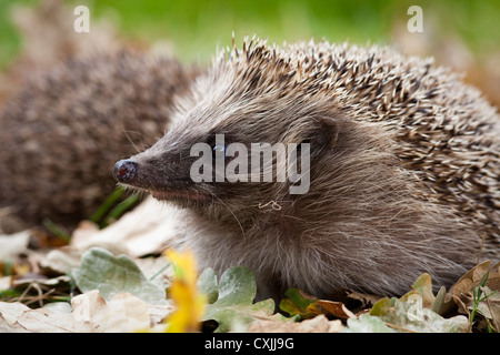 Igel (Erinaceus Europaeus), Herbst, UK Stockfoto