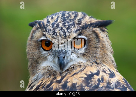Eurasische Adler-Eule (Bubo Bubo) Porträt, UK Stockfoto