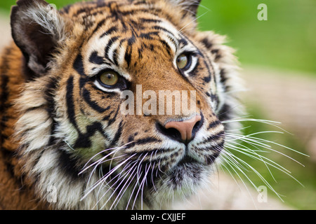 Tiger (Panthera Tigris) schließen Porträt Stockfoto