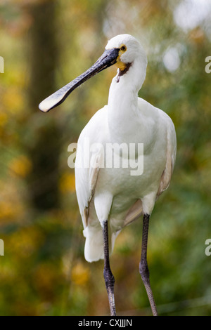 Eurasischer Spoonbill, (Platalea leucorodia) Stockfoto