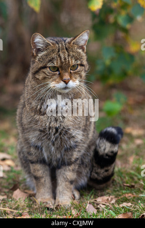 Wildkatze (Felis Silvestris) Porträt, UK Stockfoto