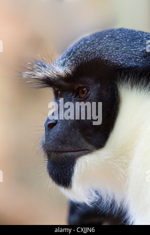 Schwarzer und weißer Kolobus-Affe (Colobus polykomos), dicht am Kopf Stockfoto