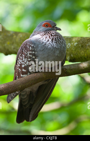 Diamond Dove (Geopelia Cuneata) thront auf Zweig Stockfoto