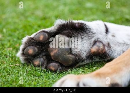 Tiger (Panthrea Tigris) Pfote Stockfoto