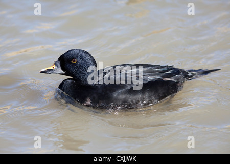 Eurasische gewöhnliche Schaufel (Melanitta nigra) eine Meerente Stockfoto