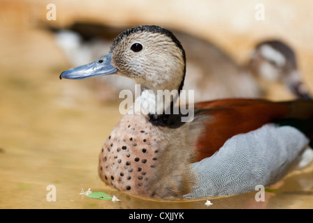 Ringed Teal, Callonetta Leukophrys, Großbritannien Stockfoto