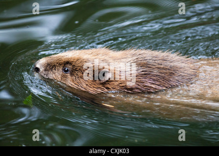 Europäischer Biber (Castor Fiber) Stockfoto