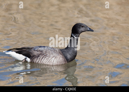 Ringelgans Stockfoto