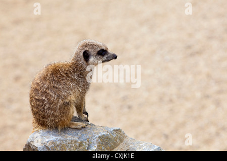 Erdmännchen (Suricata Suricatta) Stockfoto