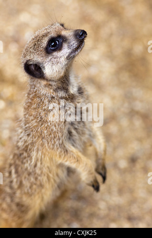 Erdmännchen (Suricata Suricatta) Warnung, Gefahr Stockfoto