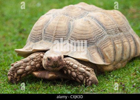 Afrikaner trieb Schildkröte (Geochelone Sulcata) zu Fuß Stockfoto