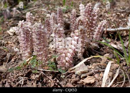 Lathraea Squamaria - gemeinsame Toothwort Stockfoto