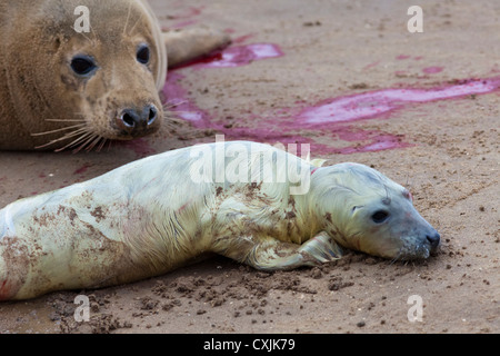 Grey Seal (Halichoerus Grypus) neugeborenen Welpen, Donna Nook, UK Stockfoto