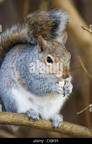 Grau-Eichhörnchen (Sciurus Carolinensis) Essen, UK Stockfoto