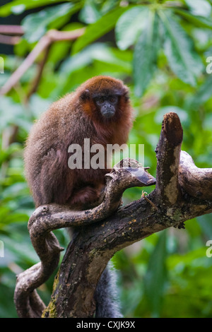 Red Titi Monkey (Callicebus Cupreus) auf Ast Stockfoto