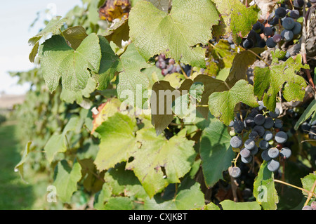 Rote Trauben wachsen auf den Weinstock Zeile Stockfoto