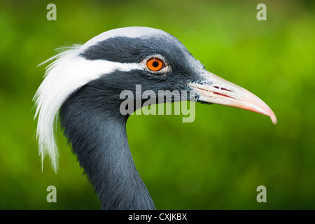 Crested Demoiselle Kran (Anthropoides Virgo)-Porträt Stockfoto