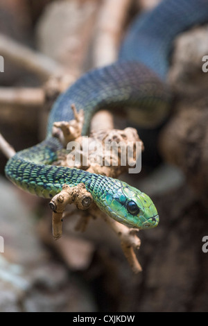 Boomslang (Dispholidus Typus) über Ast geschlungen Stockfoto