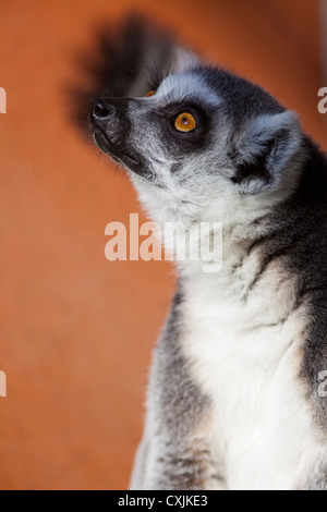 Katta (Lemur Catta), starrte Stockfoto
