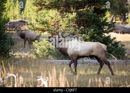 Stier Elche (Cervus Canadensis) in Furche im Yellowstone-Nationalpark im US-Bundesstaat Wyoming. Stockfoto