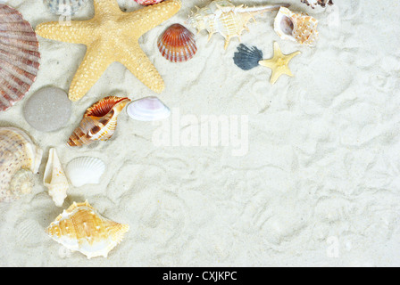 starfish and shells on the beach Stockfoto