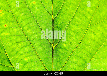 Grüne Blatt Hintergrund - horizontale Ansicht. Stockfoto