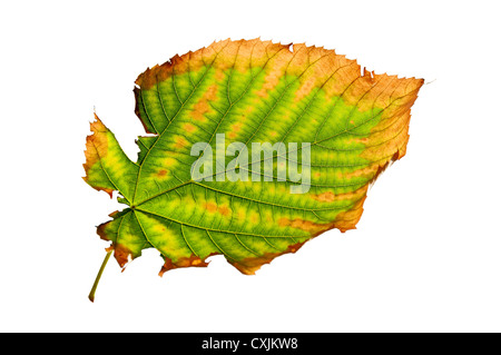 Zerlumpten Herbst Blatt isoliert auf weißem Hintergrund Stockfoto