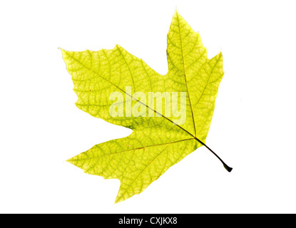 Einsame Blatt von einer Platane, isoliert auf einem weißen Hintergrund. Stockfoto