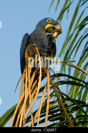 Hyazinth-Ara (Anodorhynchus Hyacinthinus) Fütterung in Palme, Pantanal, Mato Grosso, Brasilien Stockfoto