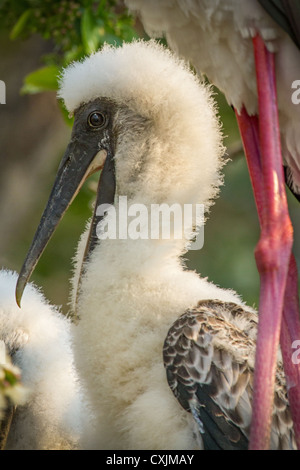 Nahaufnahme von einem gelb-billed Jungstorch (Mycteria Ibis) in das Nest, Okavangodelta, Botswana Stockfoto