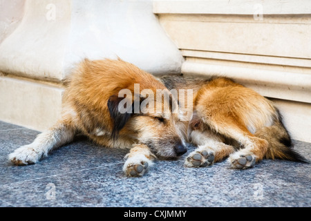 Streunender Hund schlafen auf den Stufen eines Gebäudes. Stockfoto