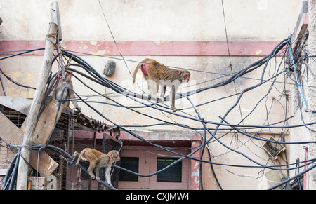 Rhesus-Affen Klettern auf elektrische Kabelsalat in Neu-Delhi, Indien Stockfoto