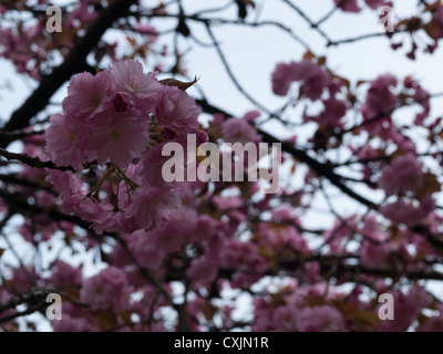 Frühling Kirsche, Higan-Kirsche oder Rosebud Kirsche (Prunus Suhirtelly Miq.) Stockfoto