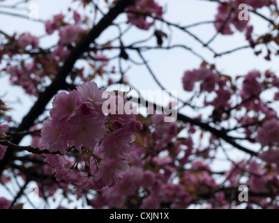 Frühling Kirsche, Higan-Kirsche oder Rosebud Kirsche (Prunus Suhirtelly Miq.) Stockfoto