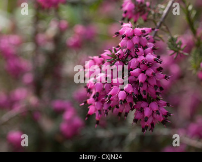 Heather "Lucie" (Erica X darleyensis) Stockfoto