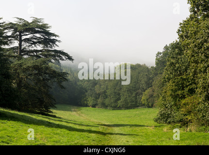Neblig oder nebligen Blick über Feld und Wiese in Richtung Wald in Cotswolds Stockfoto