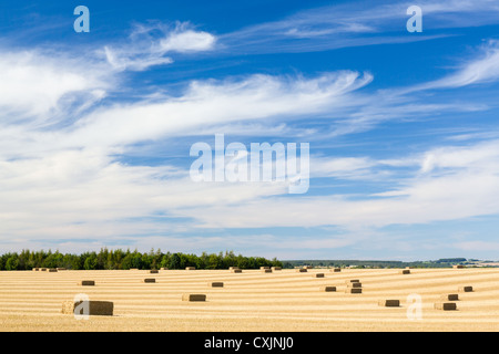 Dramatische blauer Himmel und Wolken über geernteten Mais in Cotswolds in England Stockfoto